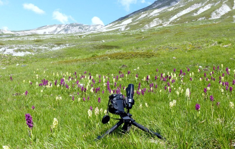 Dactylorhiza sambucina f. chusae  Parco Nazionale del Gran Sasso  giugno 2023.